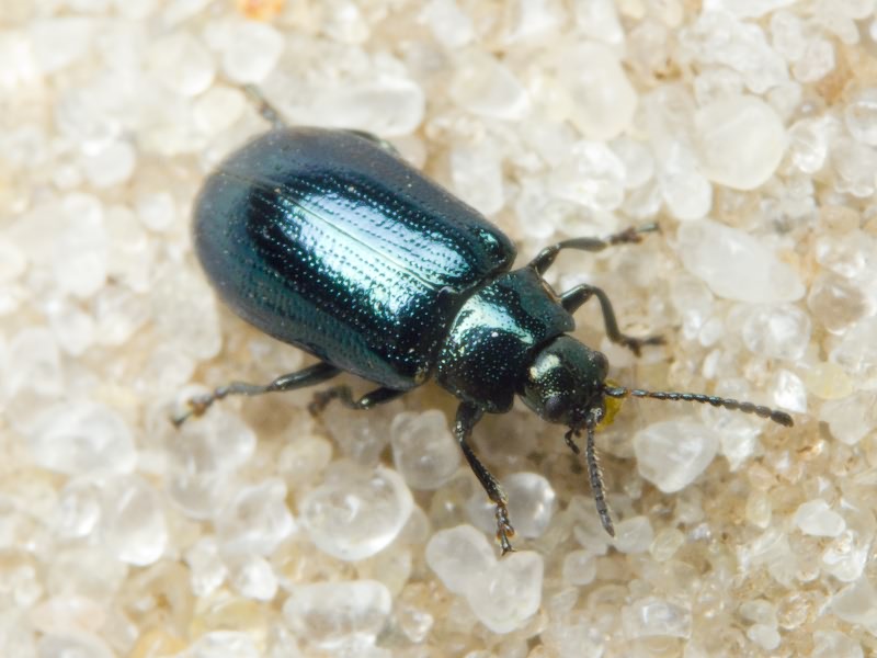 Phratora vitellinae (Linnaeus, 1758)